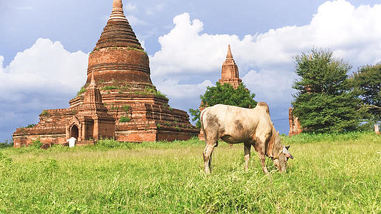 缅甸蒲甘田园风光视频的预览图