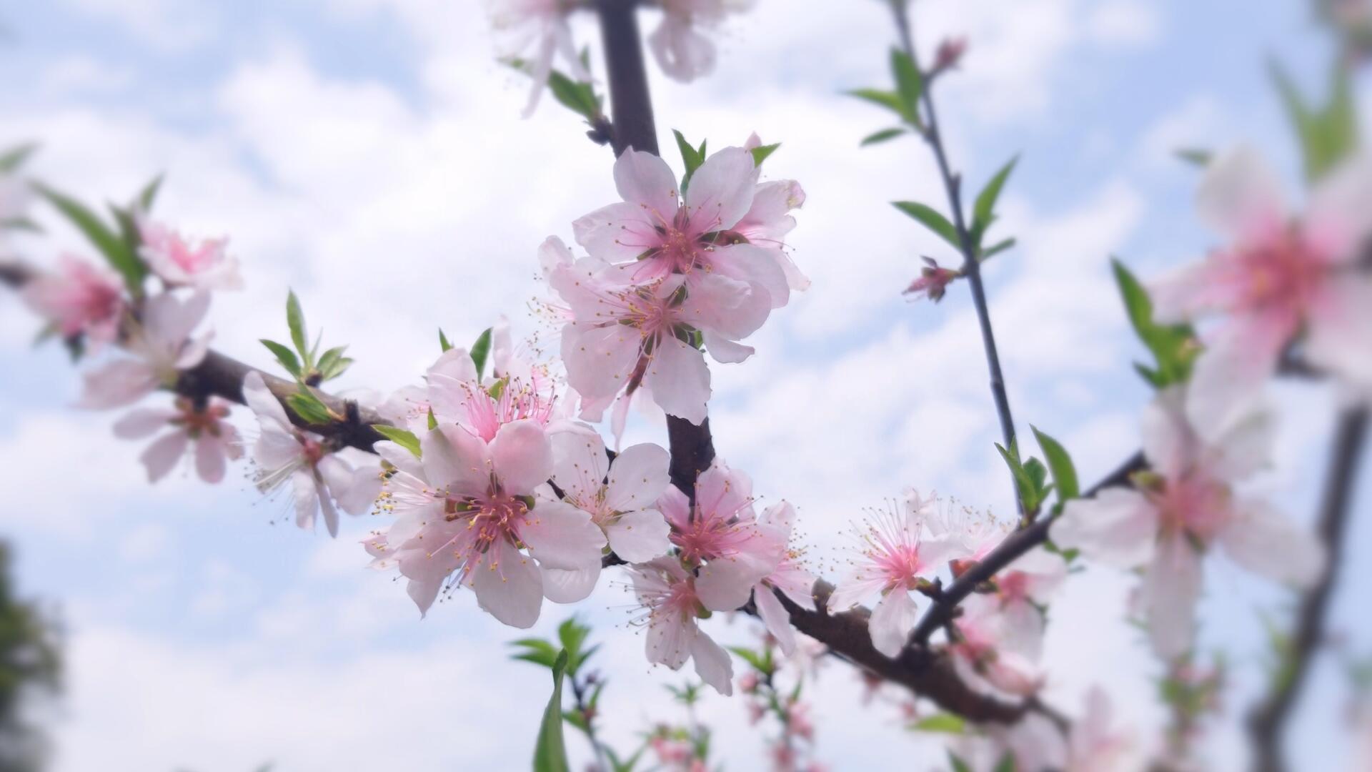 实拍唯美盛开的桃花视频的预览图