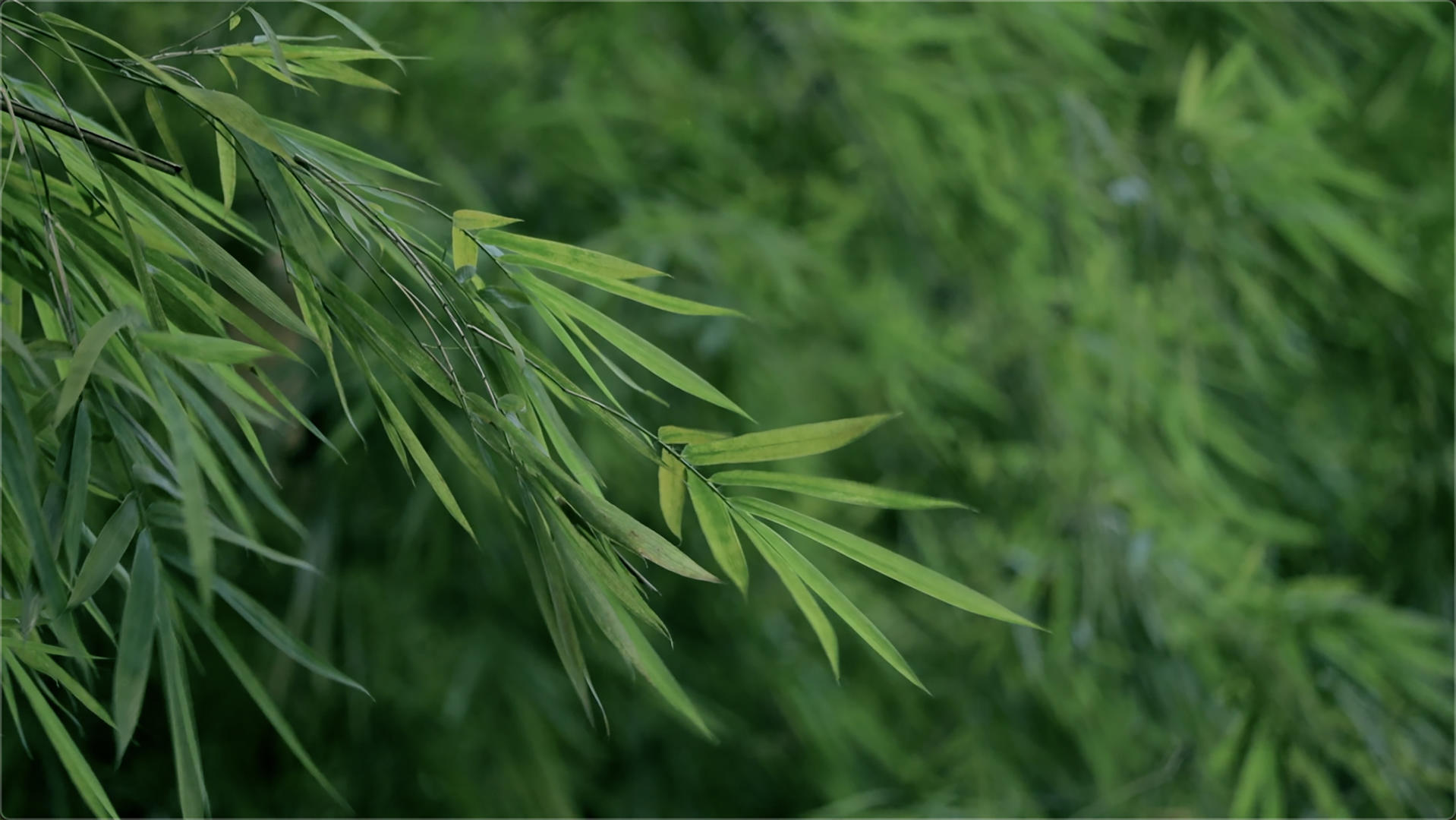 夏日摇曳的竹子视频的预览图