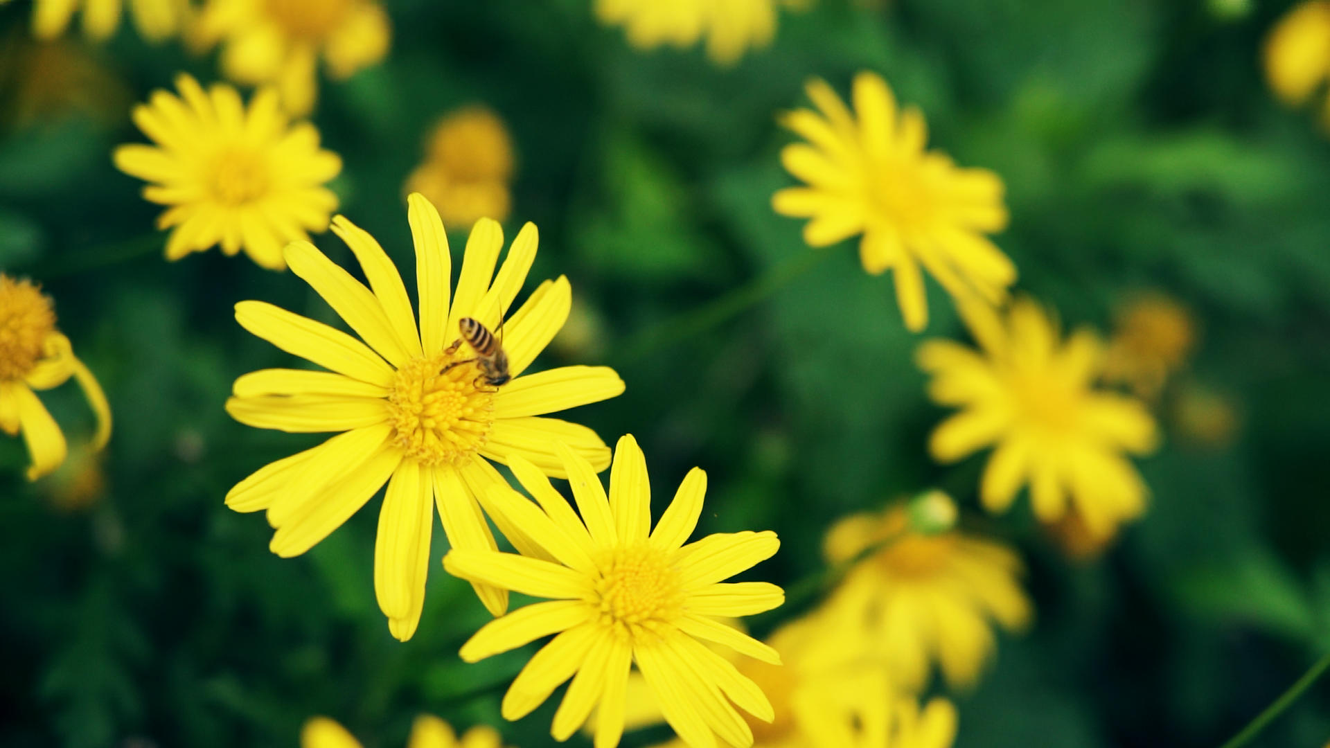 4K实拍升格初夏小雏菊上蜜蜂采蜜空镜头实拍视频的预览图