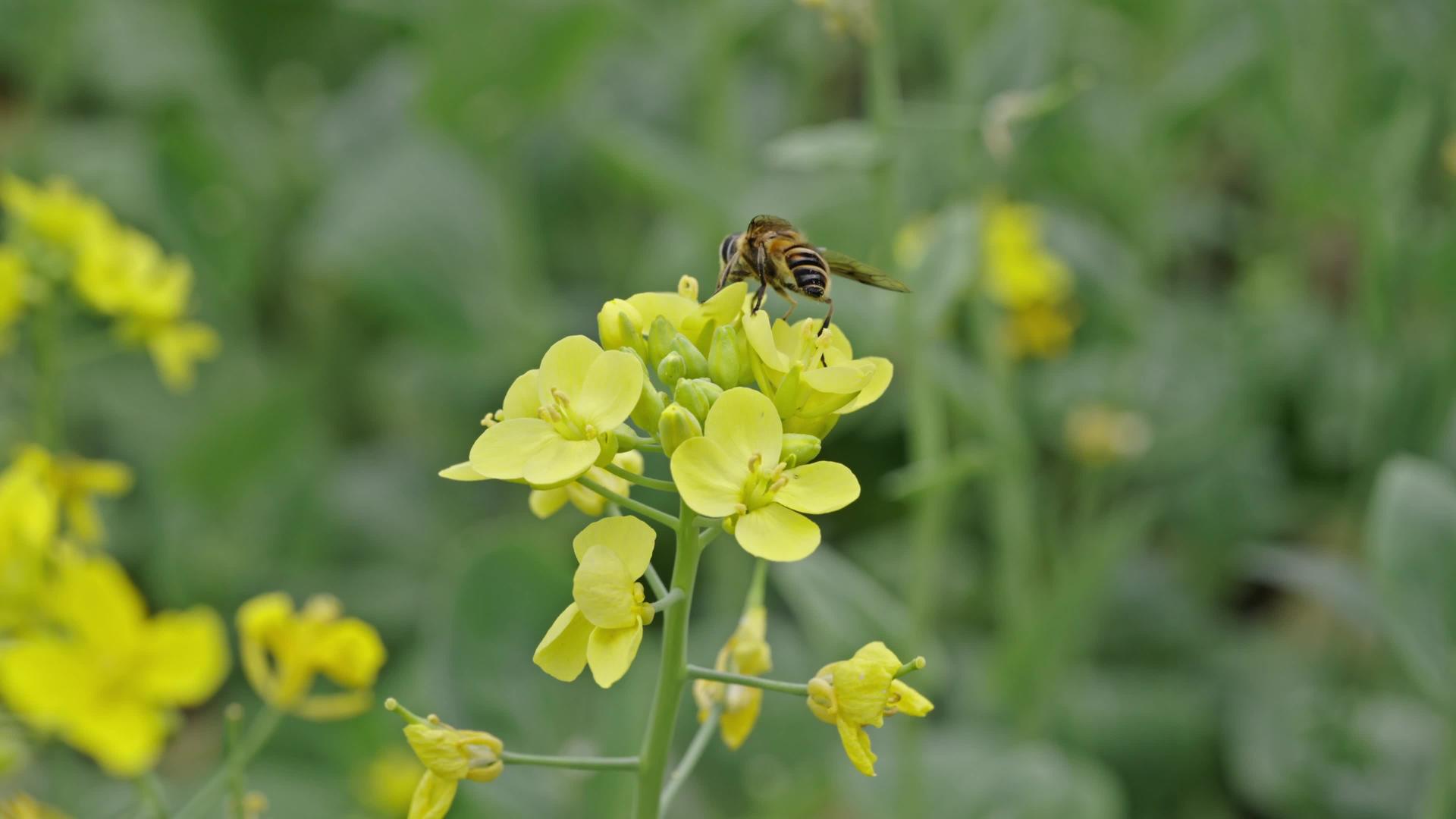 春季微距蜜蜂采蜜油菜花空镜头4k视频的预览图