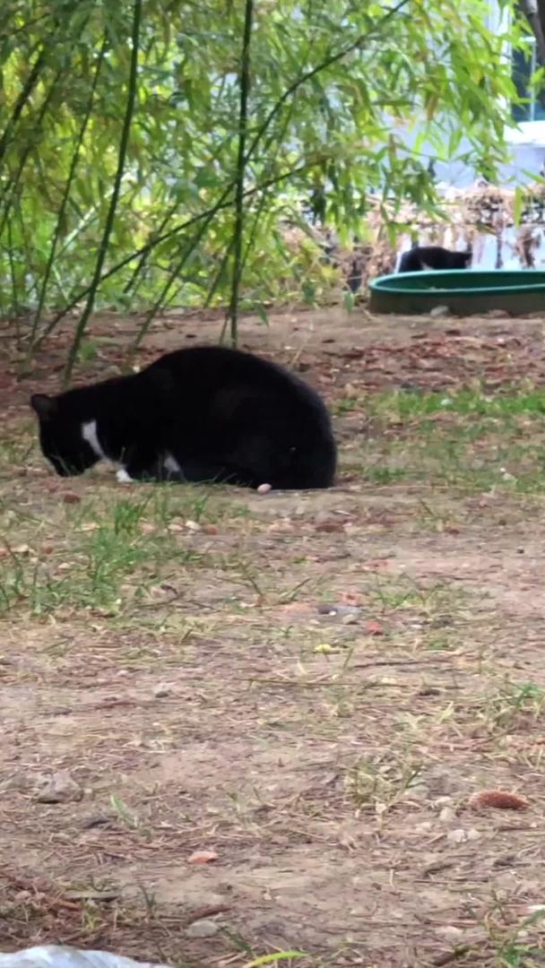 公园里的猫视频的预览图
