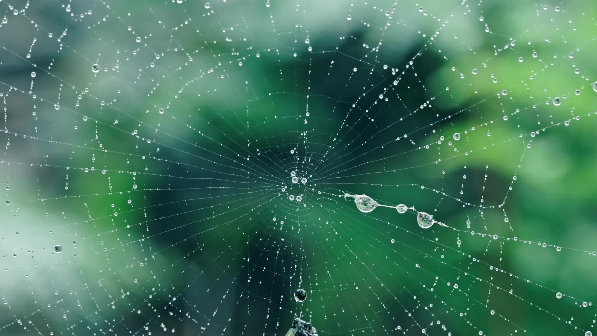 4k微距雨后蜘蛛网谷雨意境空镜头视频的预览图