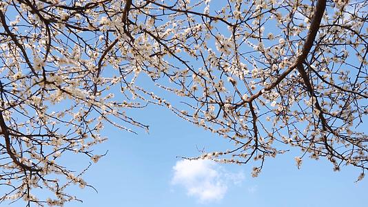 春季蓝天下梨花盛开视频的预览图
