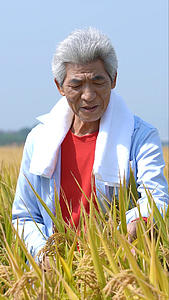 农民在田里看水稻植物长势视频的预览图
