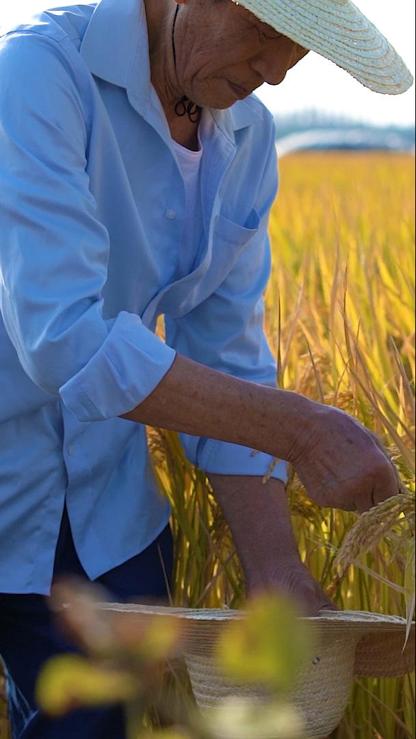 农民在田地里收割水稻视频的预览图