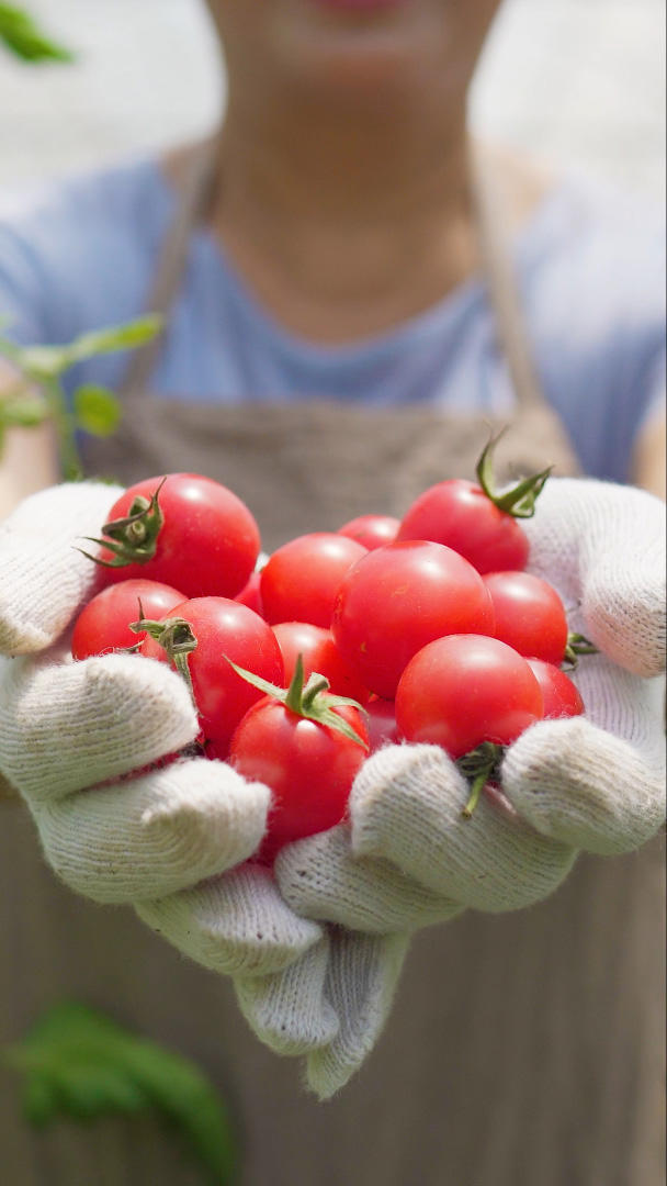 果农展示新鲜摘下的水果小西红柿圣女果视频的预览图