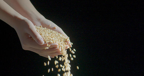 手捧小麦种子高速摄像视频的预览图