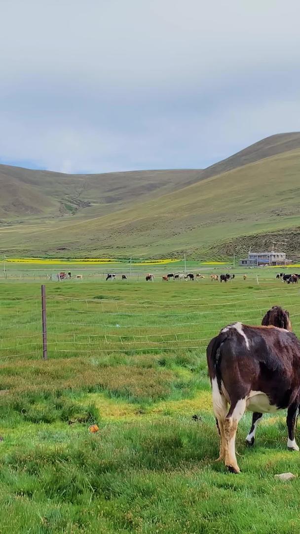 西藏高原自然牧场视频视频的预览图