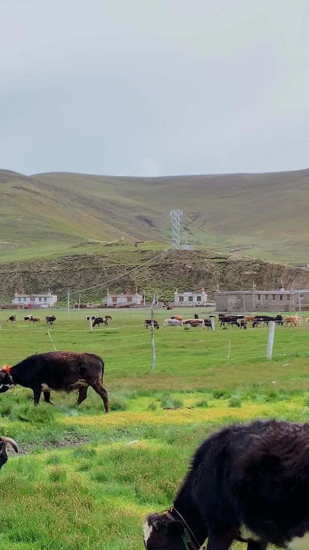 西藏高原自然牧场视频视频的预览图