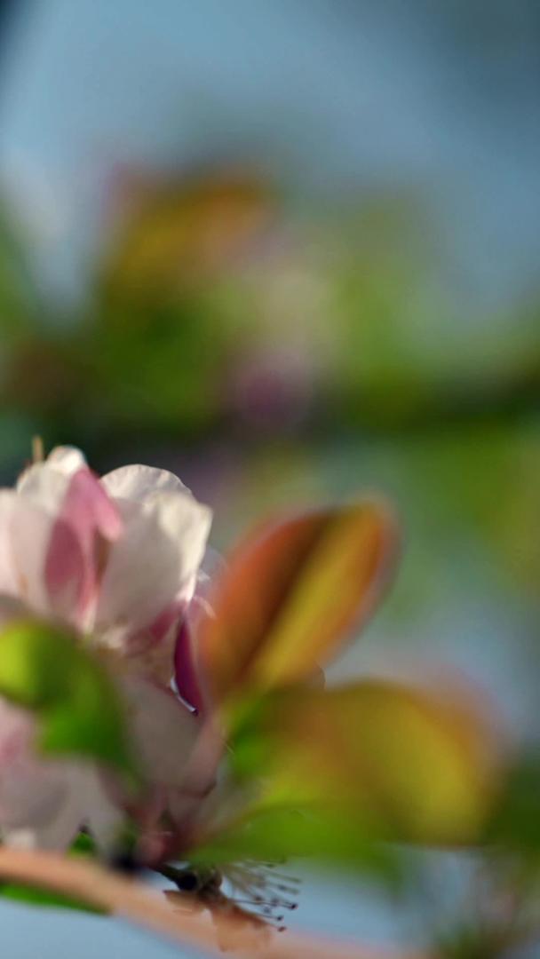 海棠花实拍春季素材视频的预览图