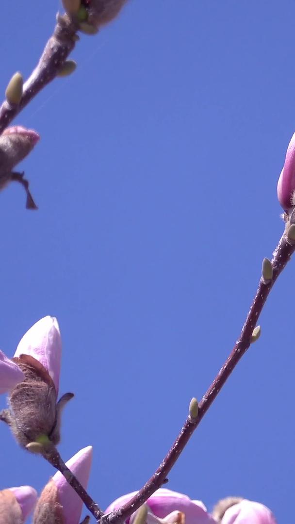 春天自然风光随风摇摆的花草收藏视频的预览图