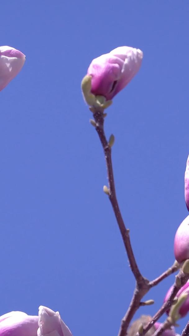 春天自然风光随风摇摆的花草收藏视频的预览图