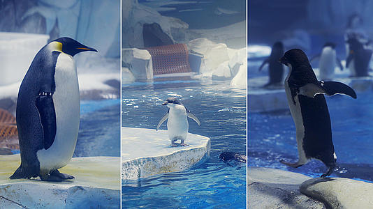 海洋馆里的企鹅视频的预览图