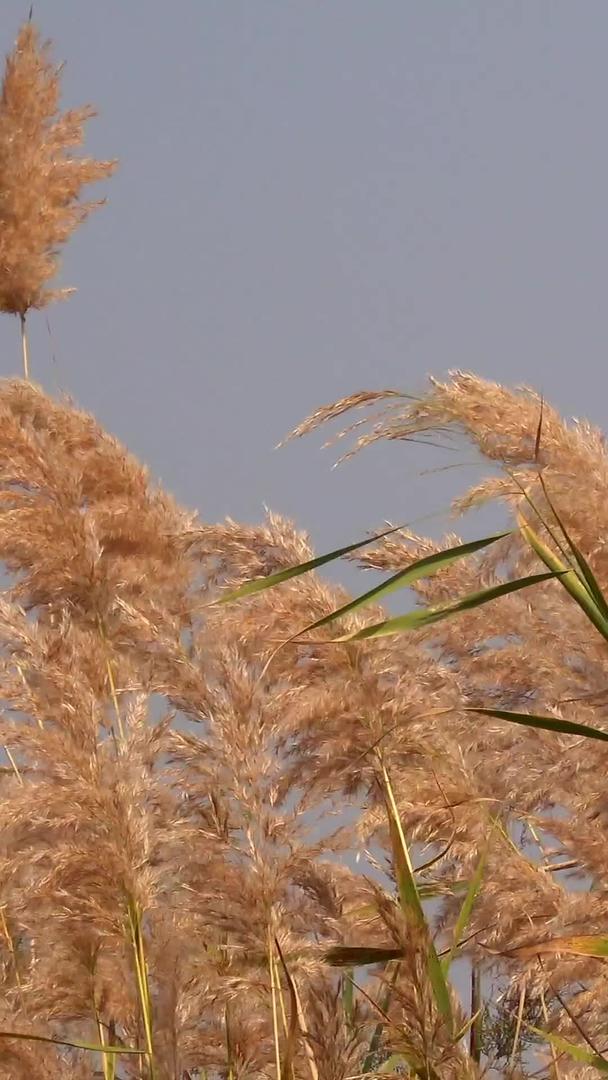 秋天风光枯黄的芦苇视频视频的预览图