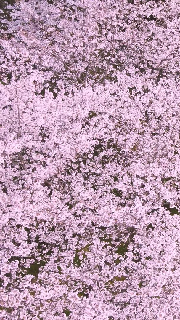 航空城市樱花季粉色浪漫樱花素材视频的预览图