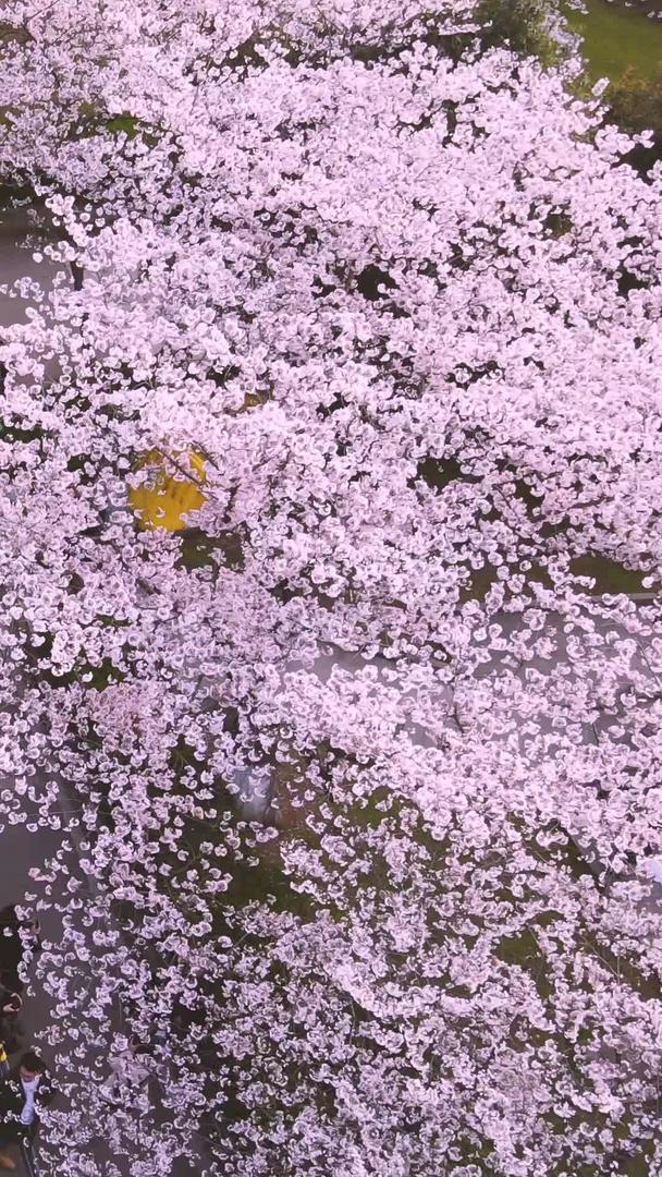 航空城市樱花季粉色浪漫樱花素材视频的预览图