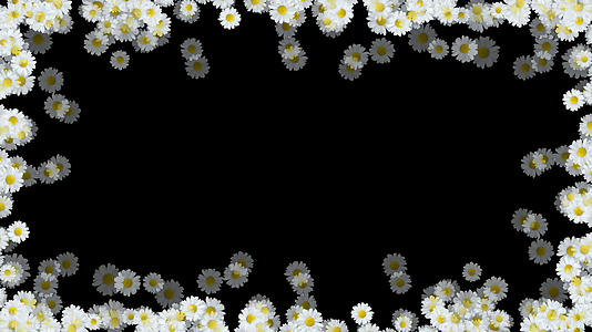 唯美白菊边框潮点视频_400801148视频的预览图