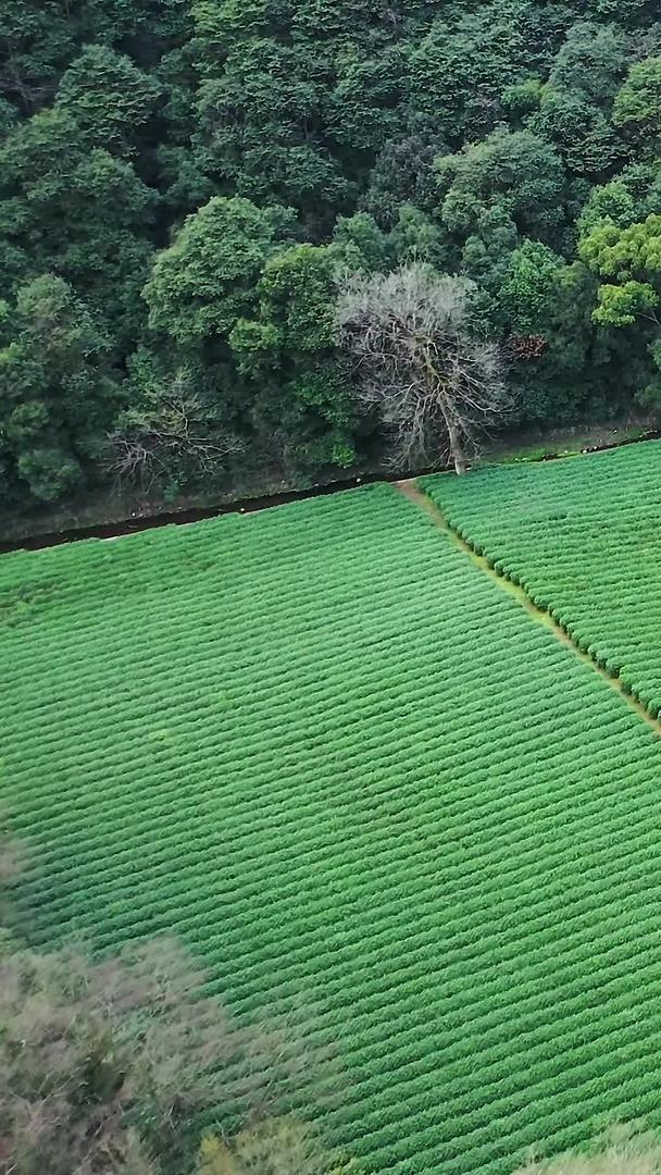 多角度高空航拍茶田茶园种植园集合视频的预览图