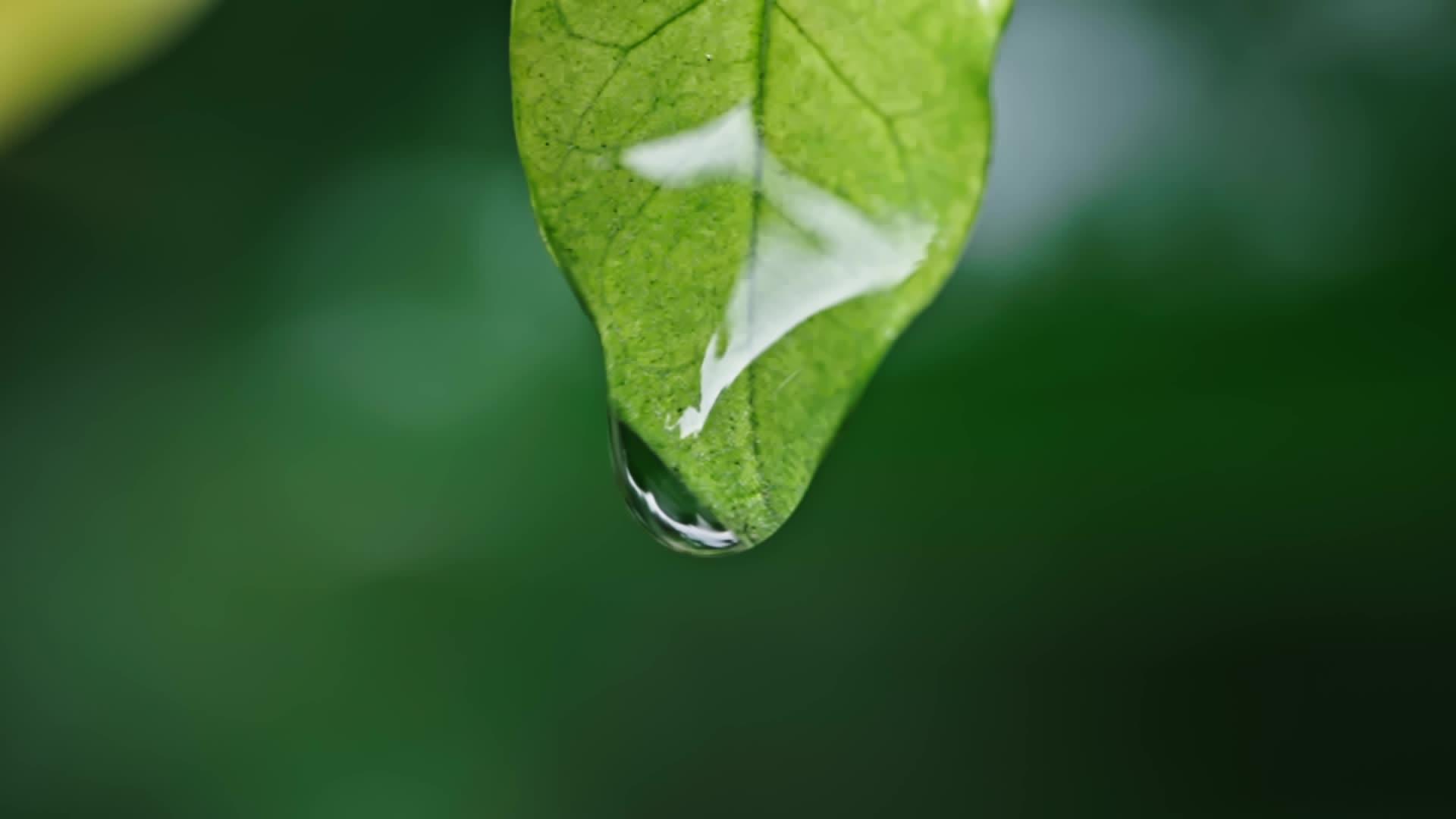 高清雨滴下雨滴下雨水滑落植物视频的预览图