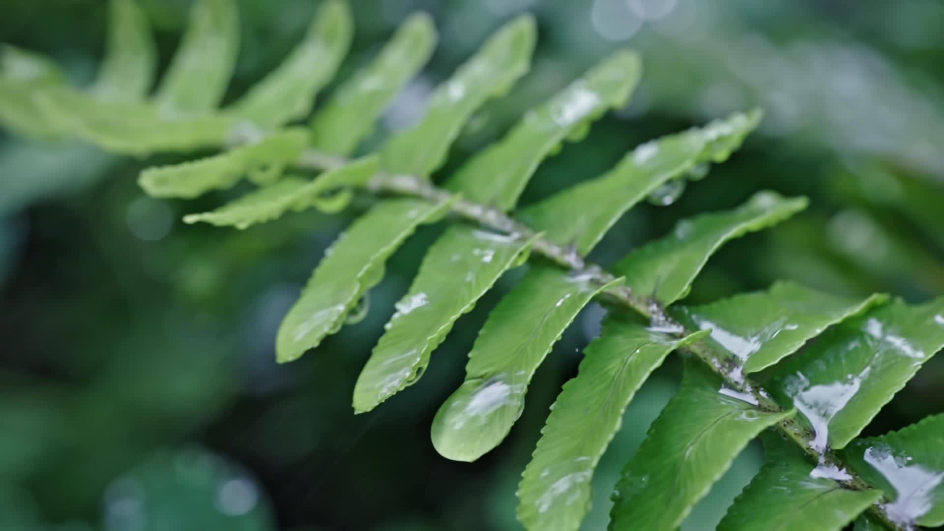 高清雨滴下雨滴下雨水滑落植物视频的预览图