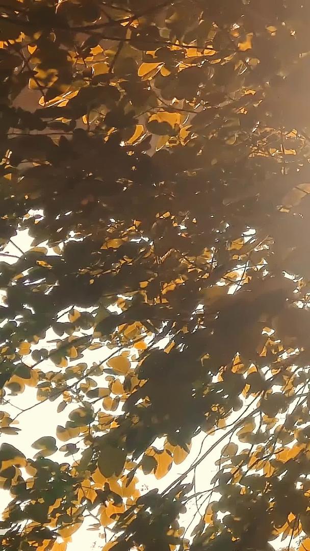 秋日的阳光透过树叶洒下视频的预览图