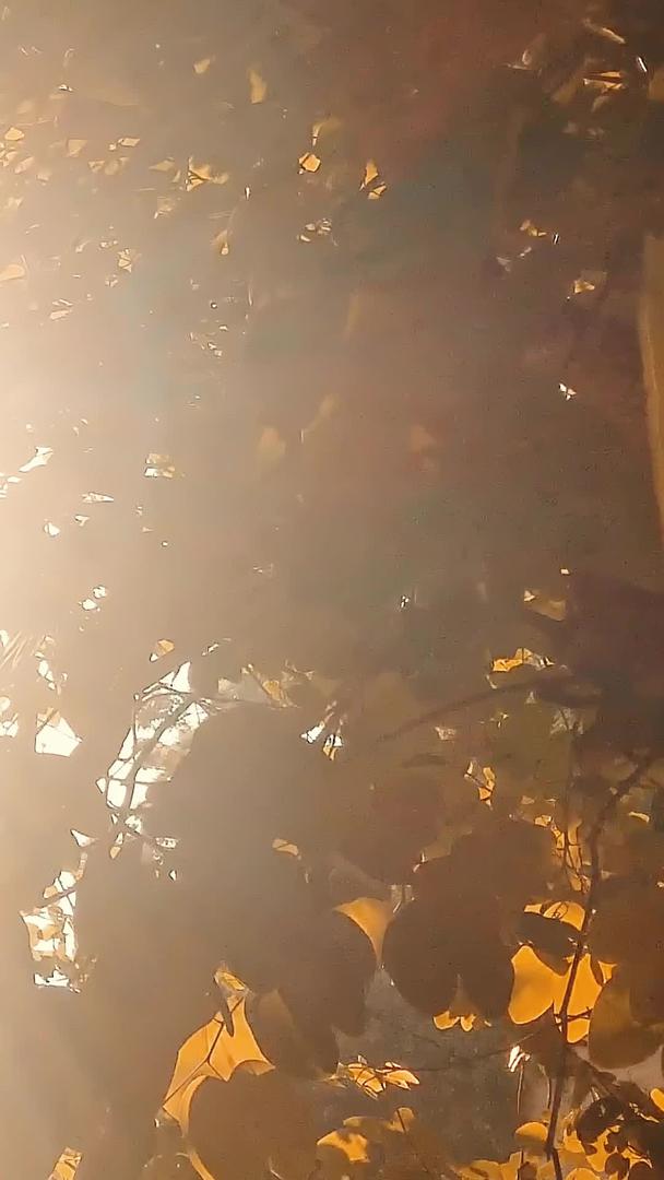 秋日的阳光透过树叶洒下视频的预览图