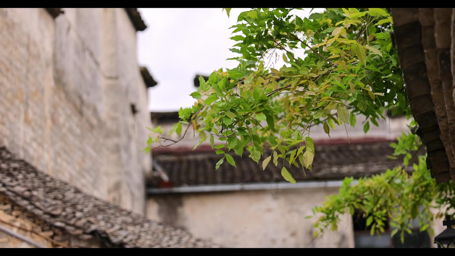 古村落围墙上的绿叶枝繁叶茂视频的预览图