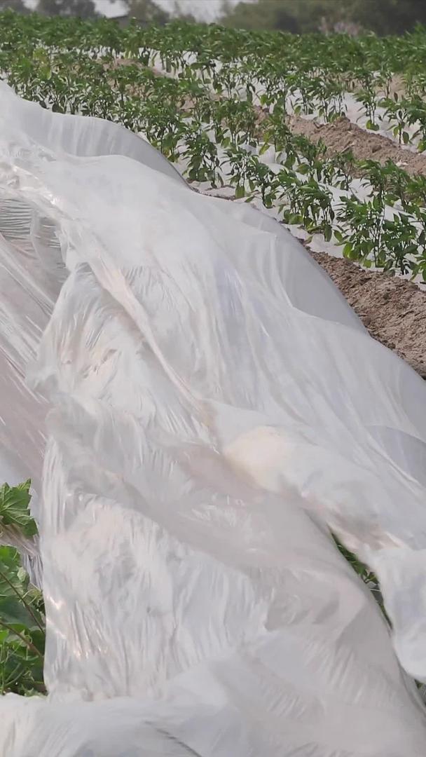 大风作物大棚种植受灾农作物大棚视频的预览图