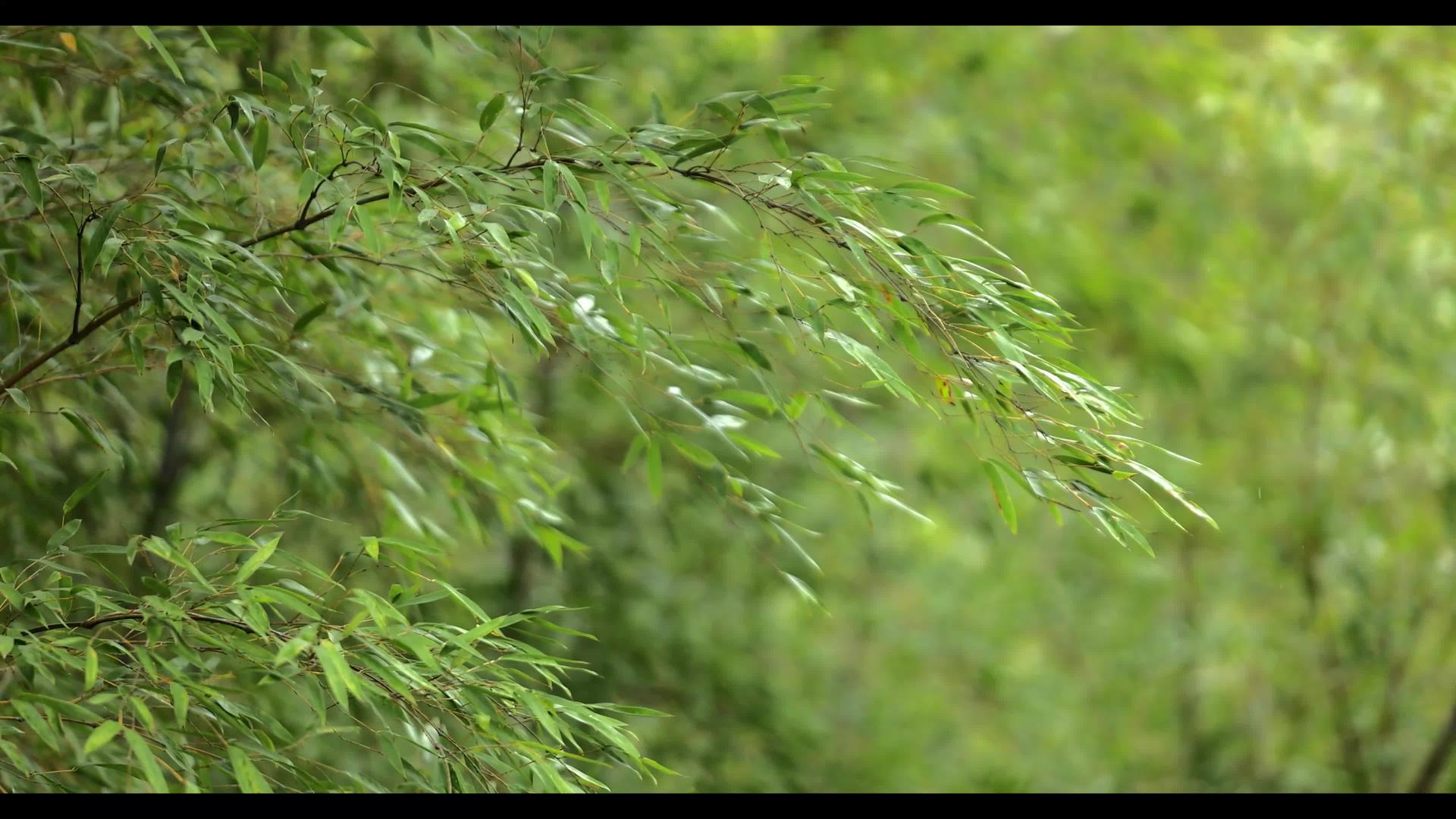 绿竹叶在风中摇摆4k视频的预览图