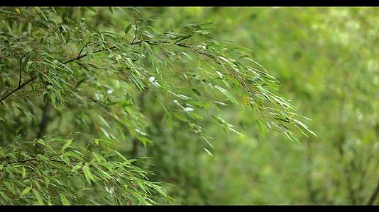 绿竹叶在风中摇摆4k视频的预览图