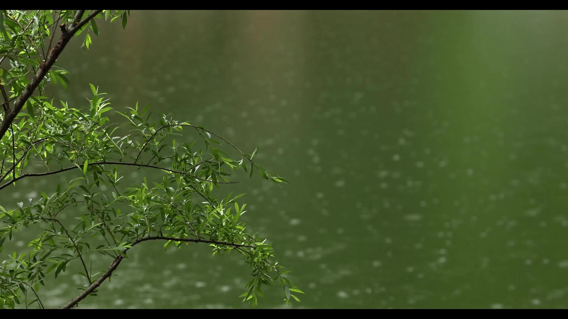 夏天池塘上的雨滴4k视频的预览图