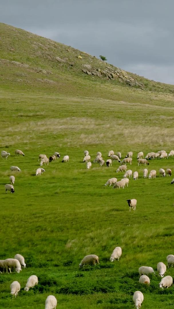 放牧呼伦贝尔草原羊群视频的预览图