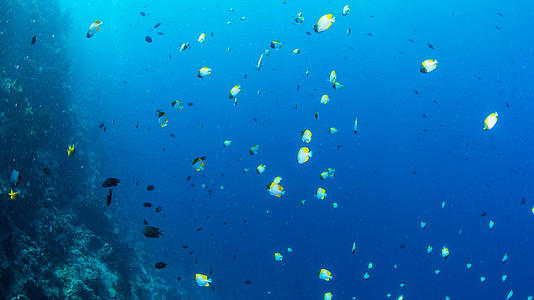 海底小银鱼群视频的预览图