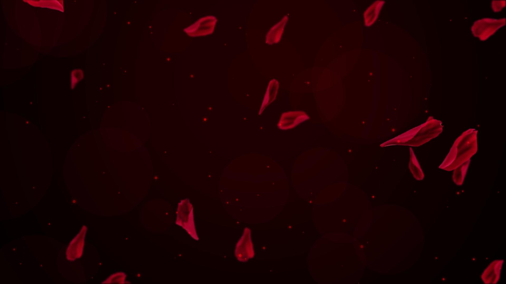 4K唯美动态玫瑰花瓣漂落背景视频视频的预览图