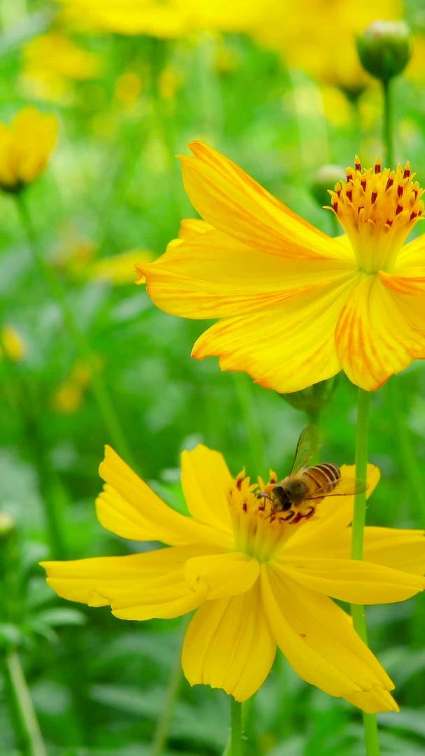 夏季勤劳蜜蜂采蜜视频的预览图