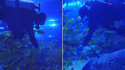 海洋馆潜水工作人员给大石斑鱼喂食视频的预览图