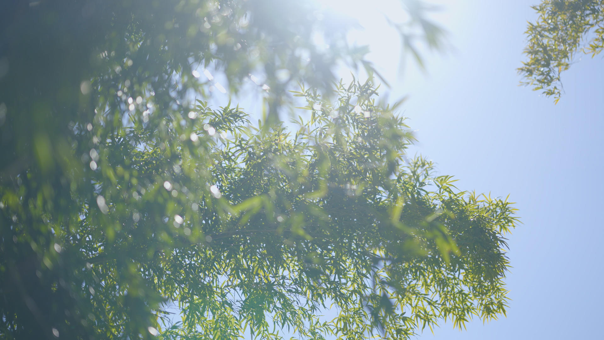 春天绿色的竹子逆光阳光拍摄视频的预览图