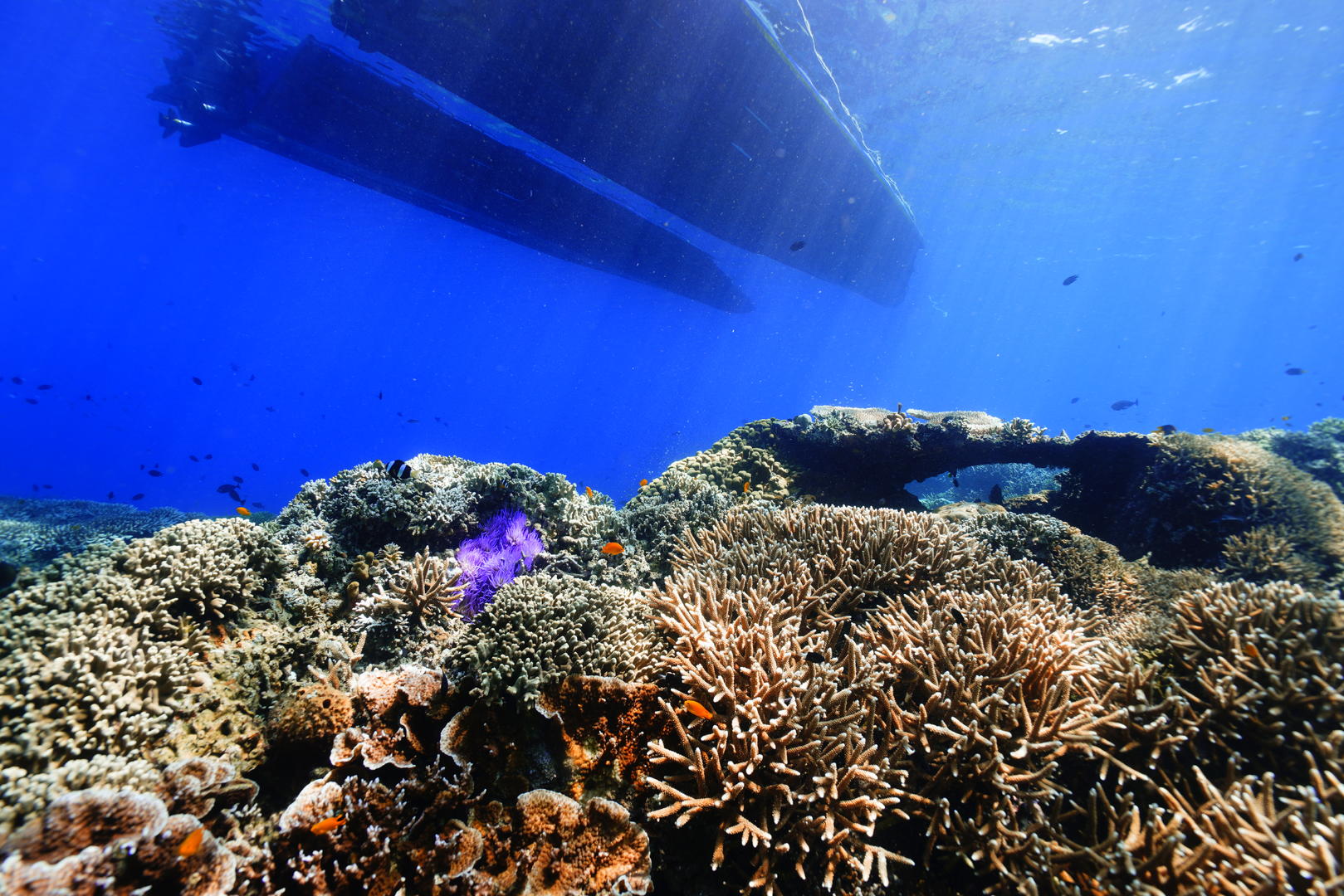 海底晨光珊瑚视频的预览图