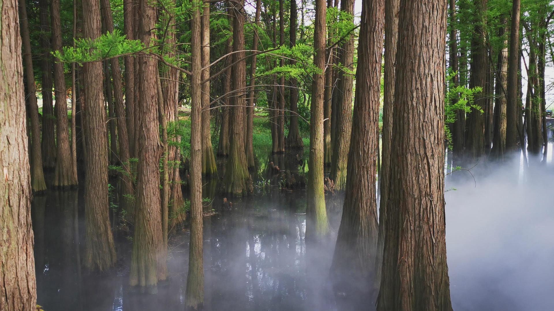 4K实拍湿地公园水杉群植被视频素材视频的预览图