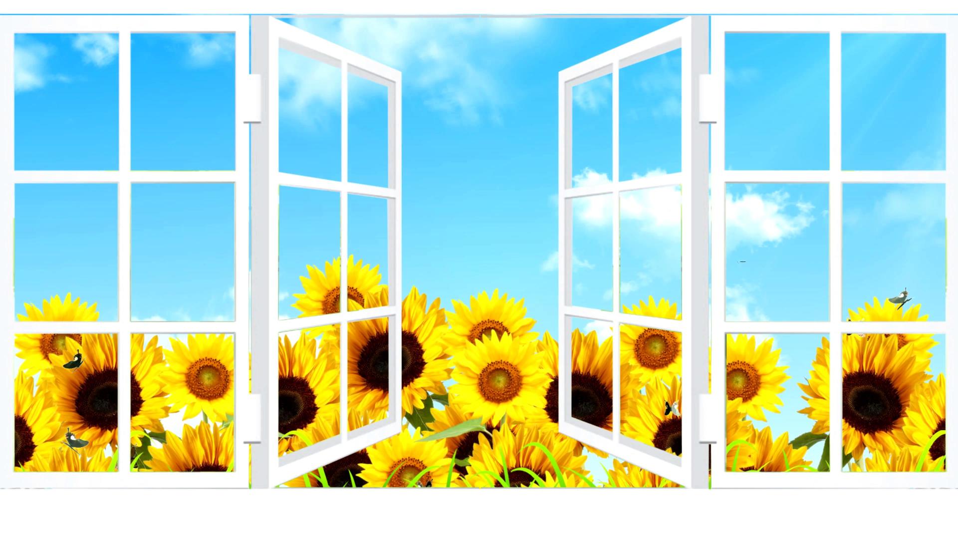 4K情景剧窗台向日葵背景视频视频的预览图