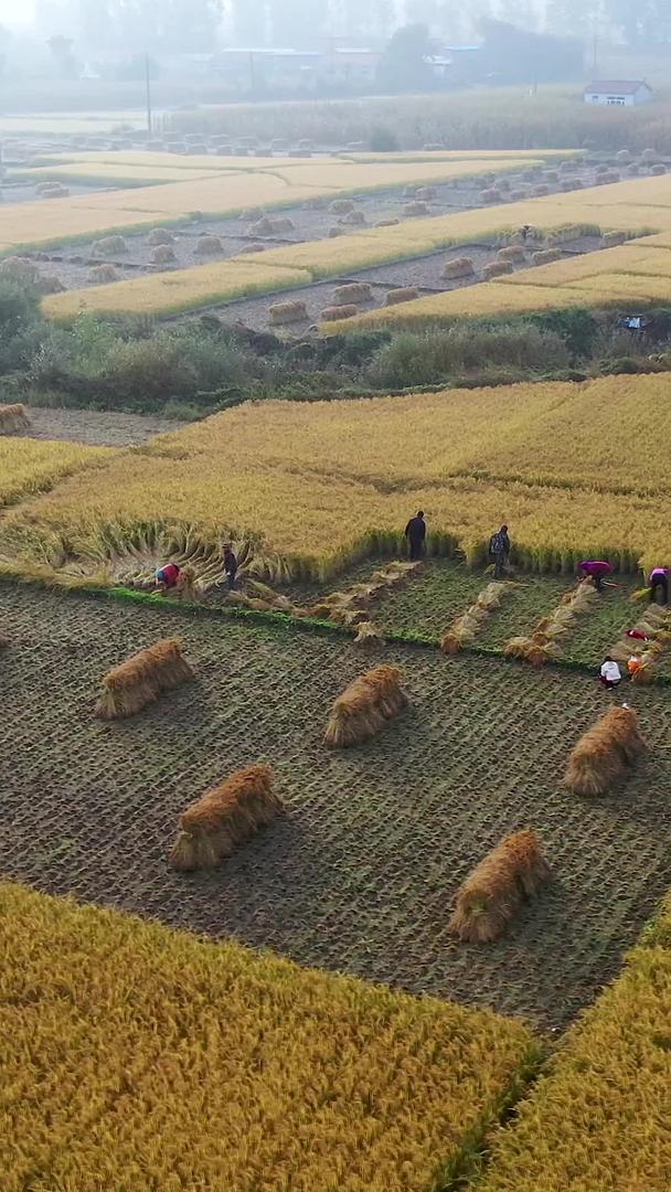 多角度航拍秋收稻田收割稻谷的农民视频的预览图