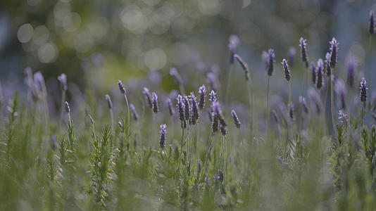 紫色的薰衣草绿色的植物随风飘动微风阳光视频的预览图