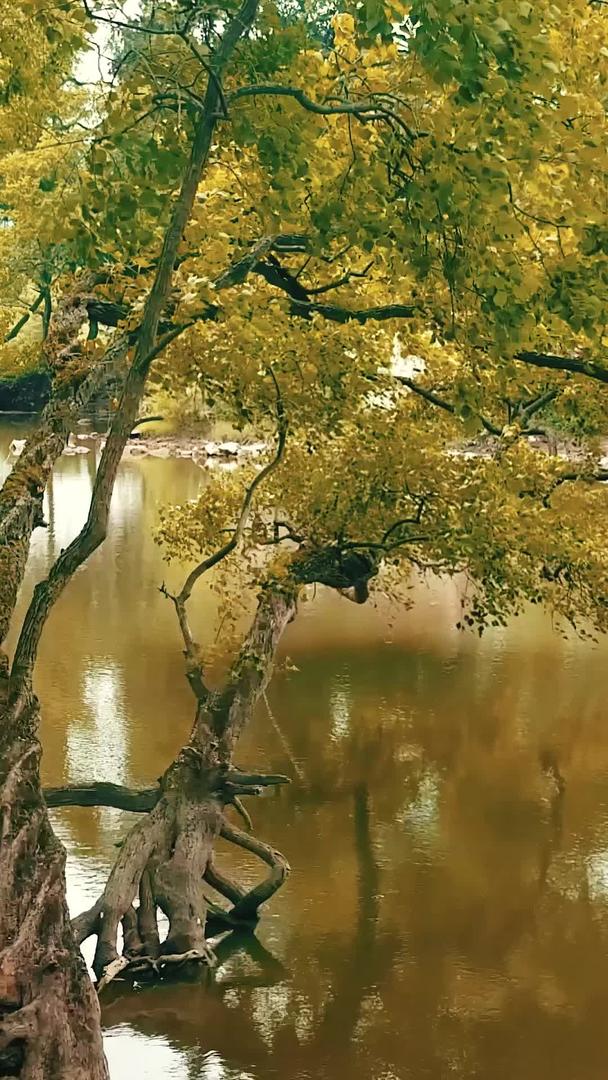 秋季枯树落叶的小溪视频的预览图