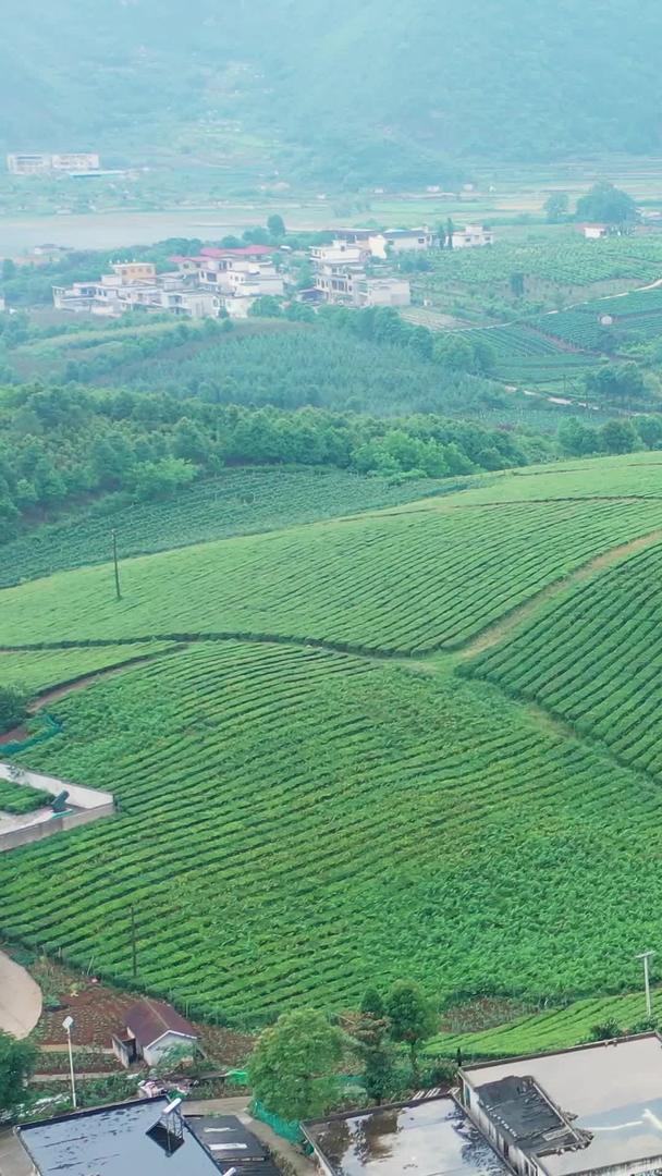 贵州茶庄茶园航拍素材视频的预览图