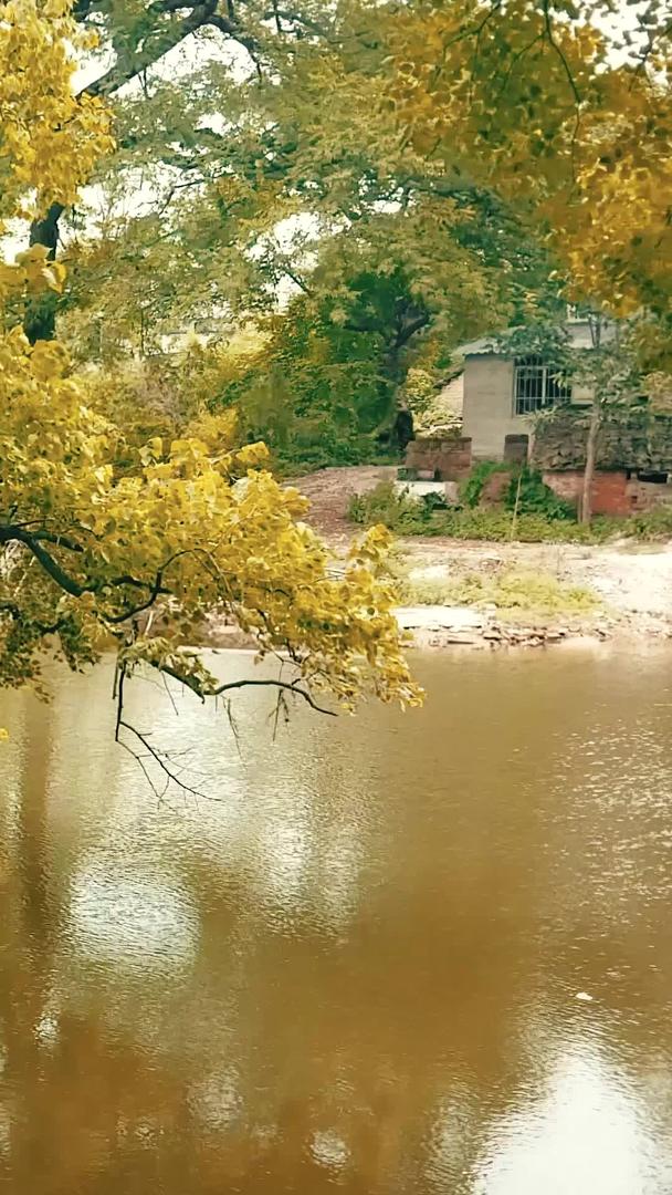 秋季枯树落叶的小溪视频的预览图