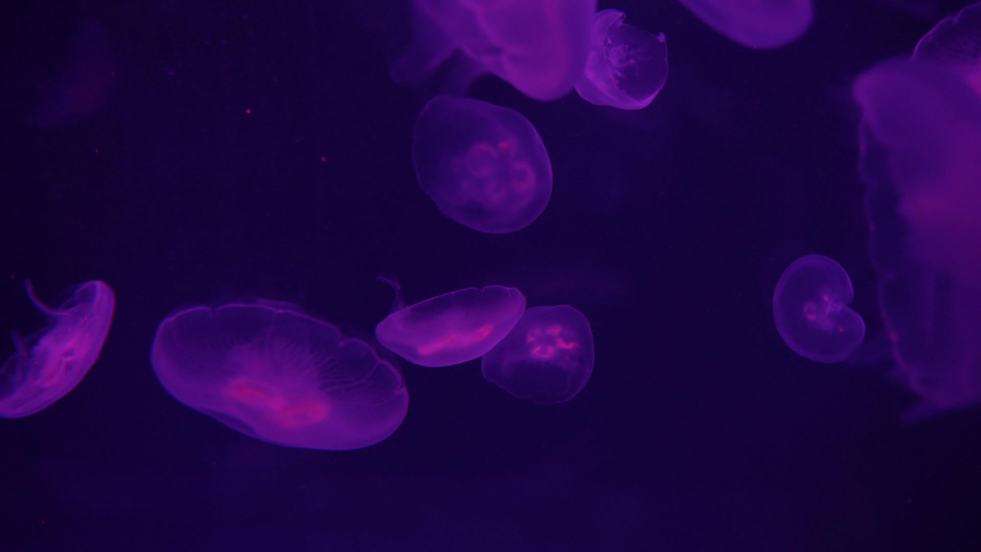 4k海洋深处的紫色发光水母视频的预览图
