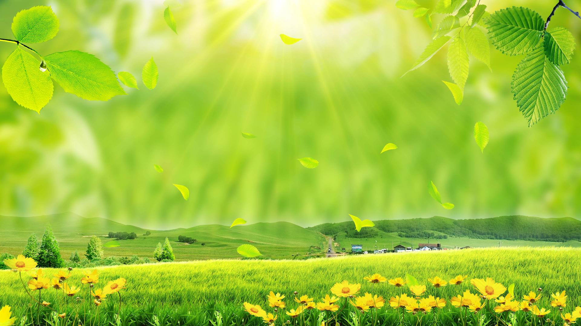 清新美丽的绿叶草原春分背景视频春分视频的预览图