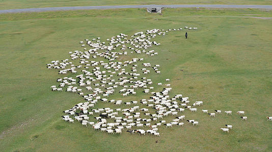 4K航拍合集新疆巴音布鲁克草原羊群视频的预览图