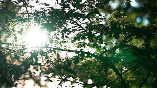 4k实拍夏季阳光穿过树林视频的预览图